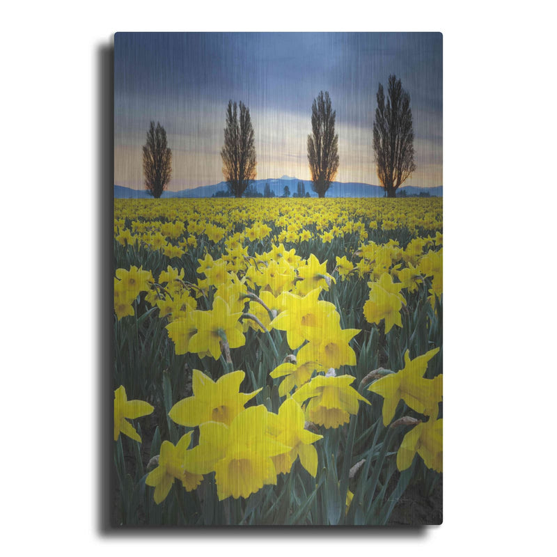 'Skagit Valley Daffodils I' by Alan Majchrowicz – Metal Wall Art