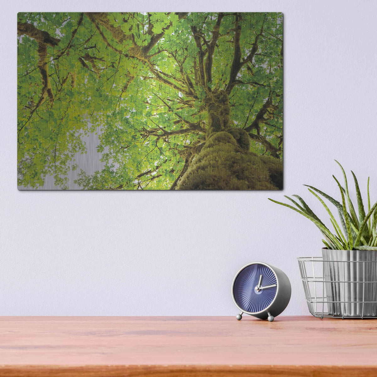 'Big Leaf Maple Trees II' by Alan Majchrowicz – Metal Wall Art, 16x12 room view