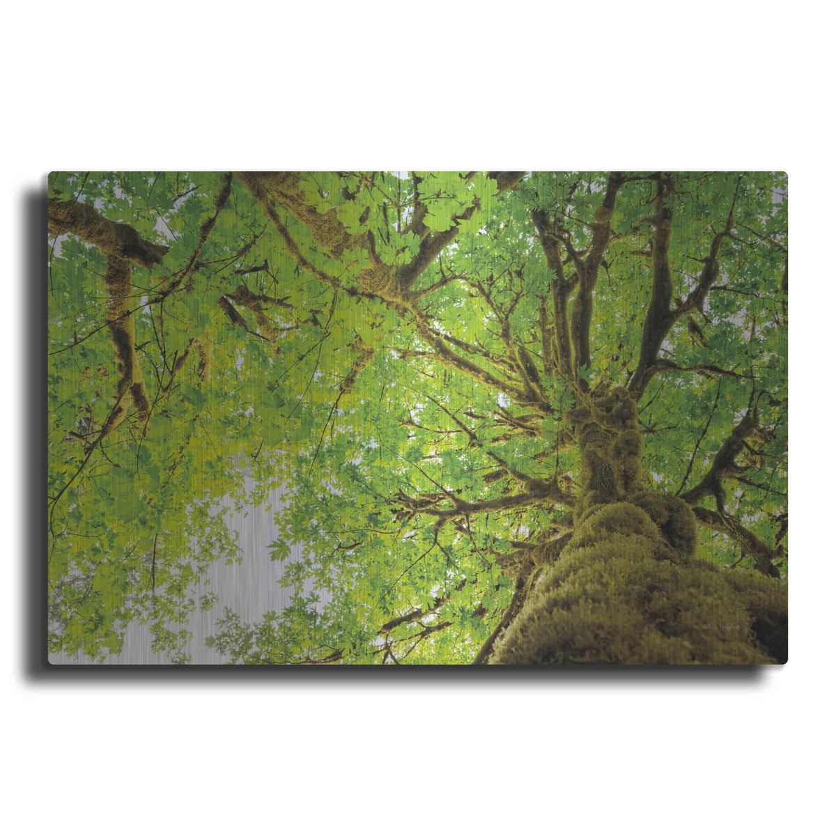 'Big Leaf Maple Trees II' by Alan Majchrowicz – Metal Wall Art