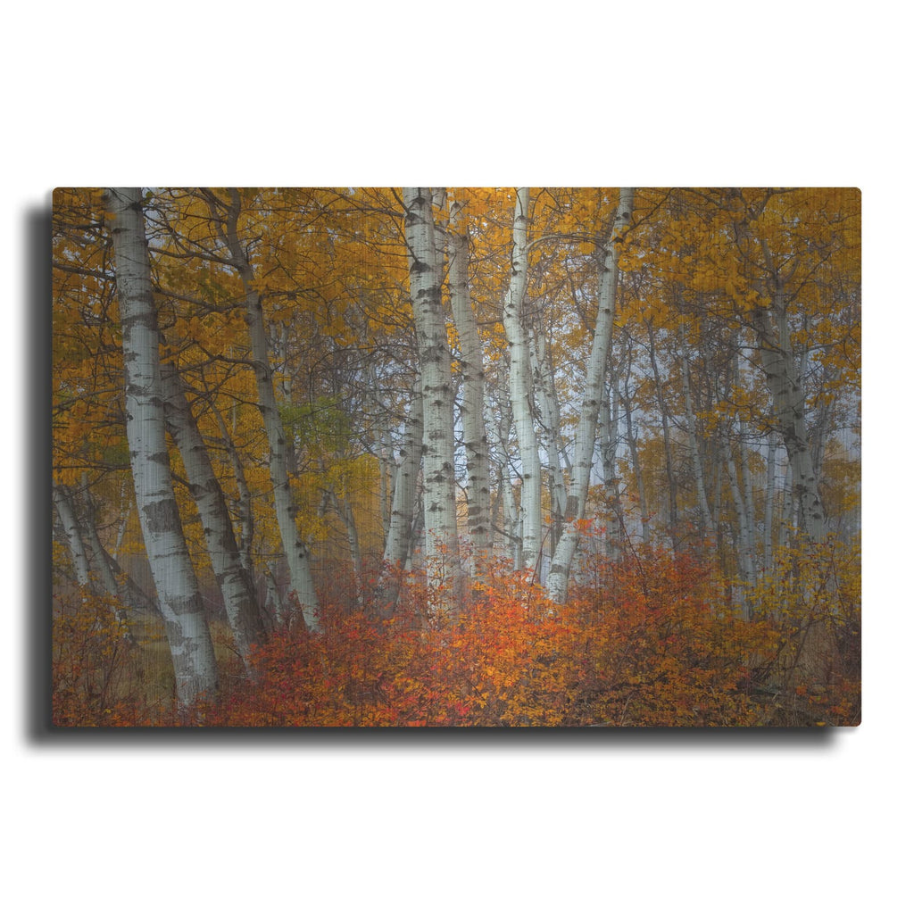 'Morning Aspens' by Jesse Estes – Metal Wall Art