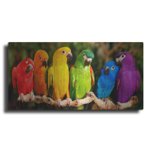 Luxe Metal Art 'Rainbow Parrots' by Mike Jones, Metal Wall Art