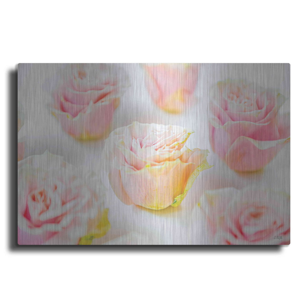 'Pale Pink Rose Blooms III' by Donnie Quillen – Metal Wall Art