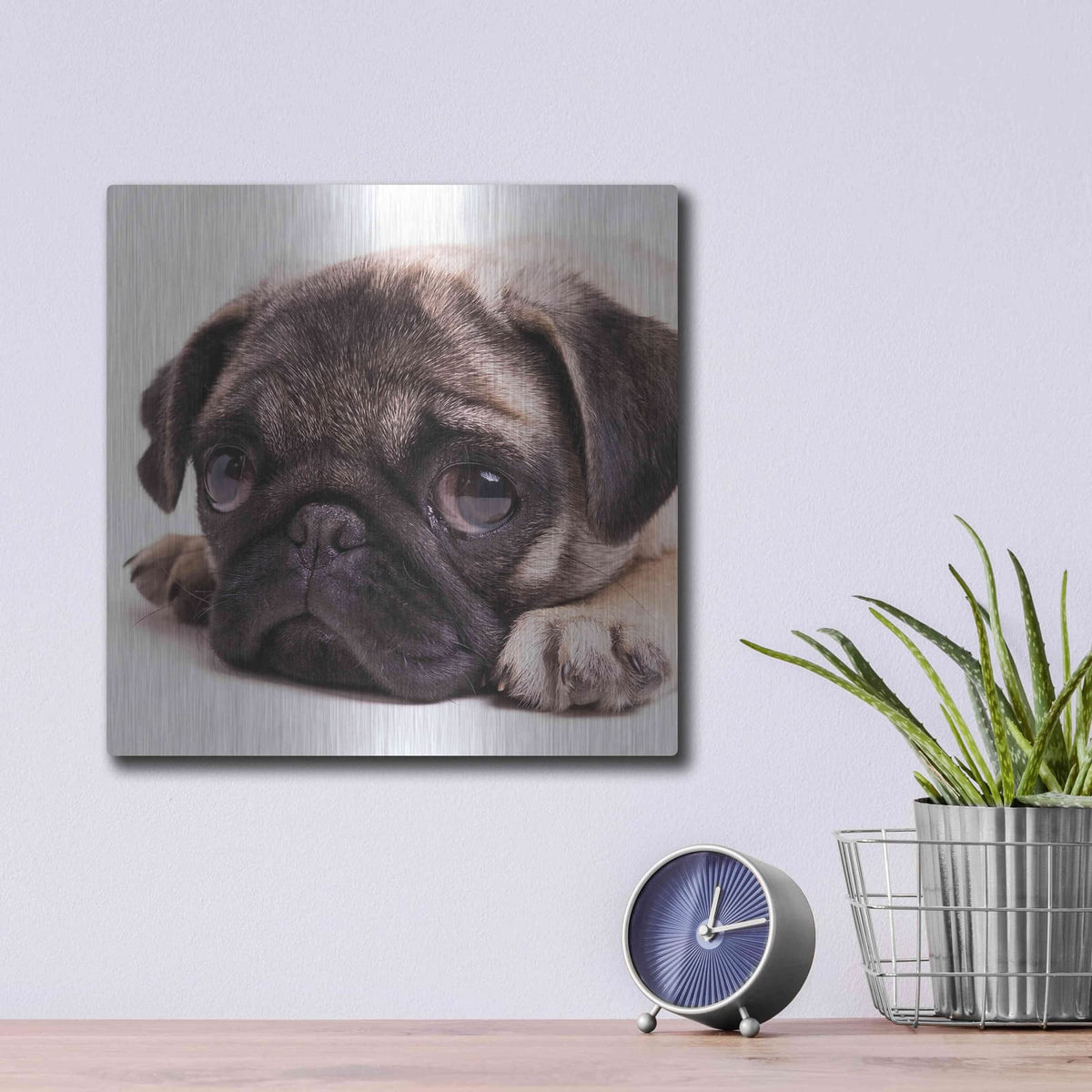 'Sad Sack Pug' by Edward M. Fielding – Metal Wall Art, 12x12 room view
