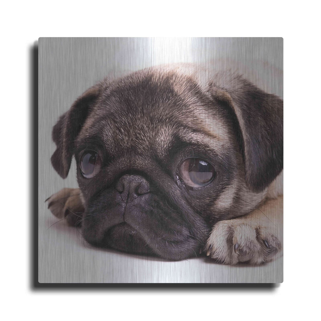 'Sad Sack Pug' by Edward M. Fielding – Metal Wall Art