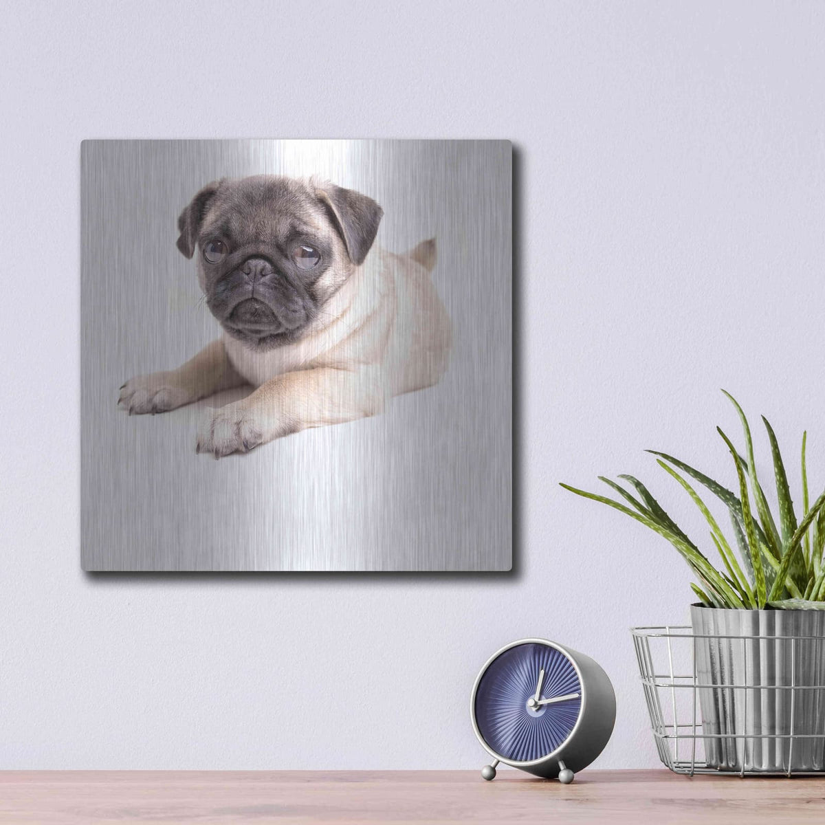 'Cute Pug Puppy' by Edward M. Fielding – Metal Wall Art, 12x12 room view