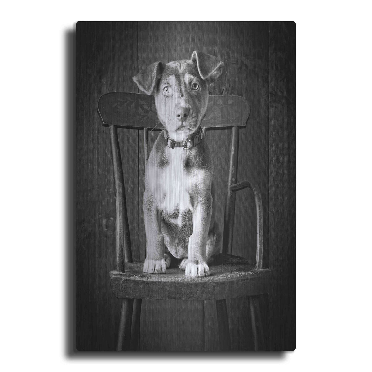 'Mutt Black & White' by Edward M. Fielding – Metal Wall Art