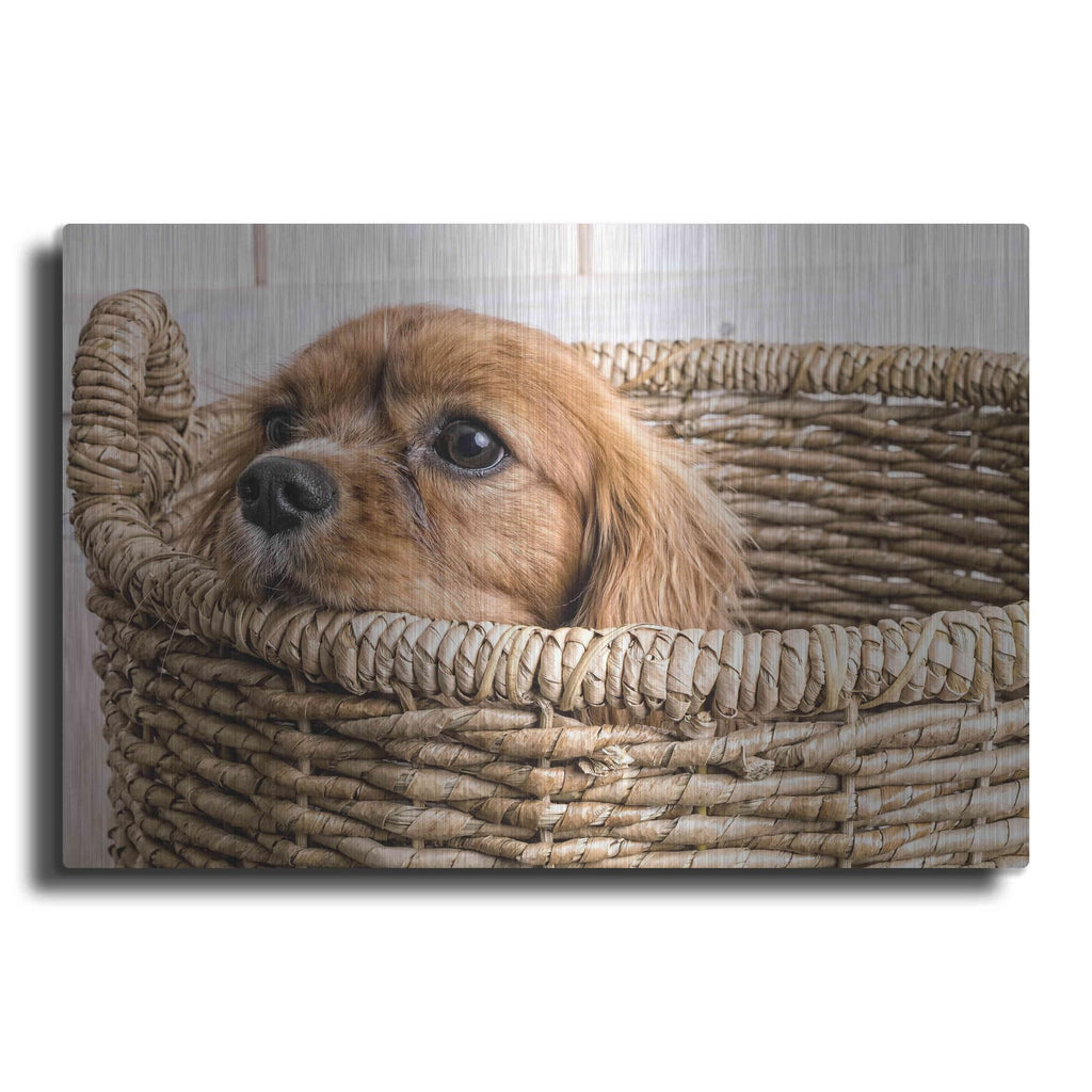 'Puppy in a Laundry Basket' by Edward M. Fielding – Metal Wall Art