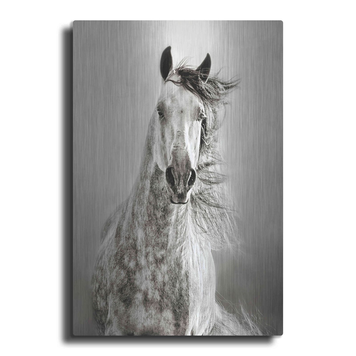 'Caballo de Andaluz' by Lisa Dearing – Metal Wall Art