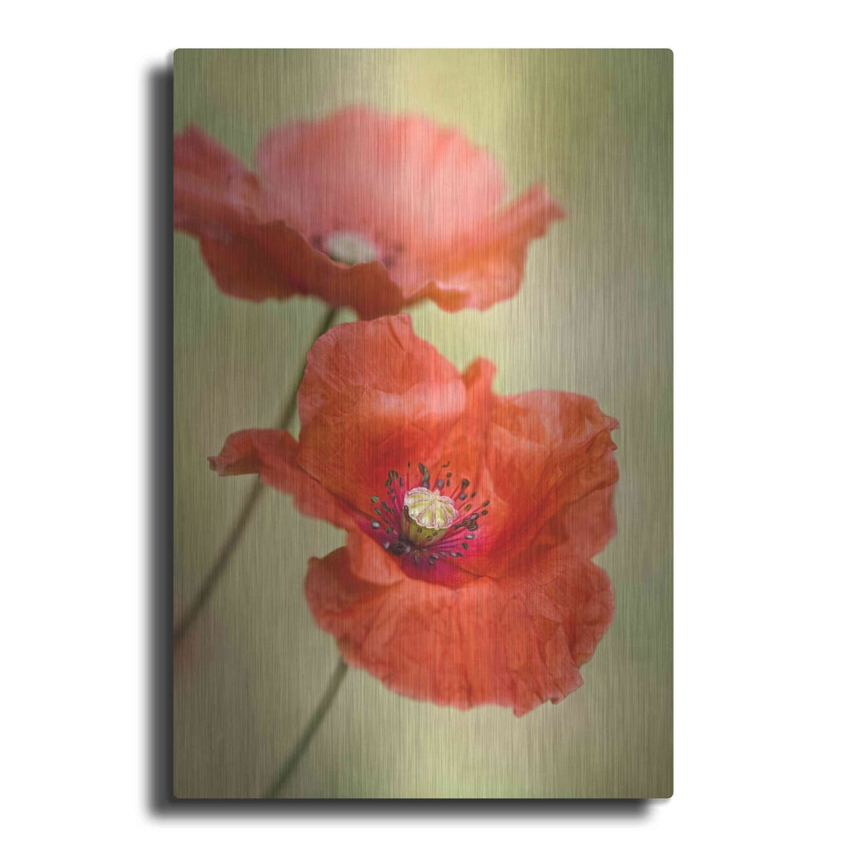 'Papaver Passion' by Mandy Disher – Metal Wall Art