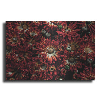 Luxe Metal Art 'Backyard Flowers 88 Color Version' by Brian Carson, Metal Wall Art