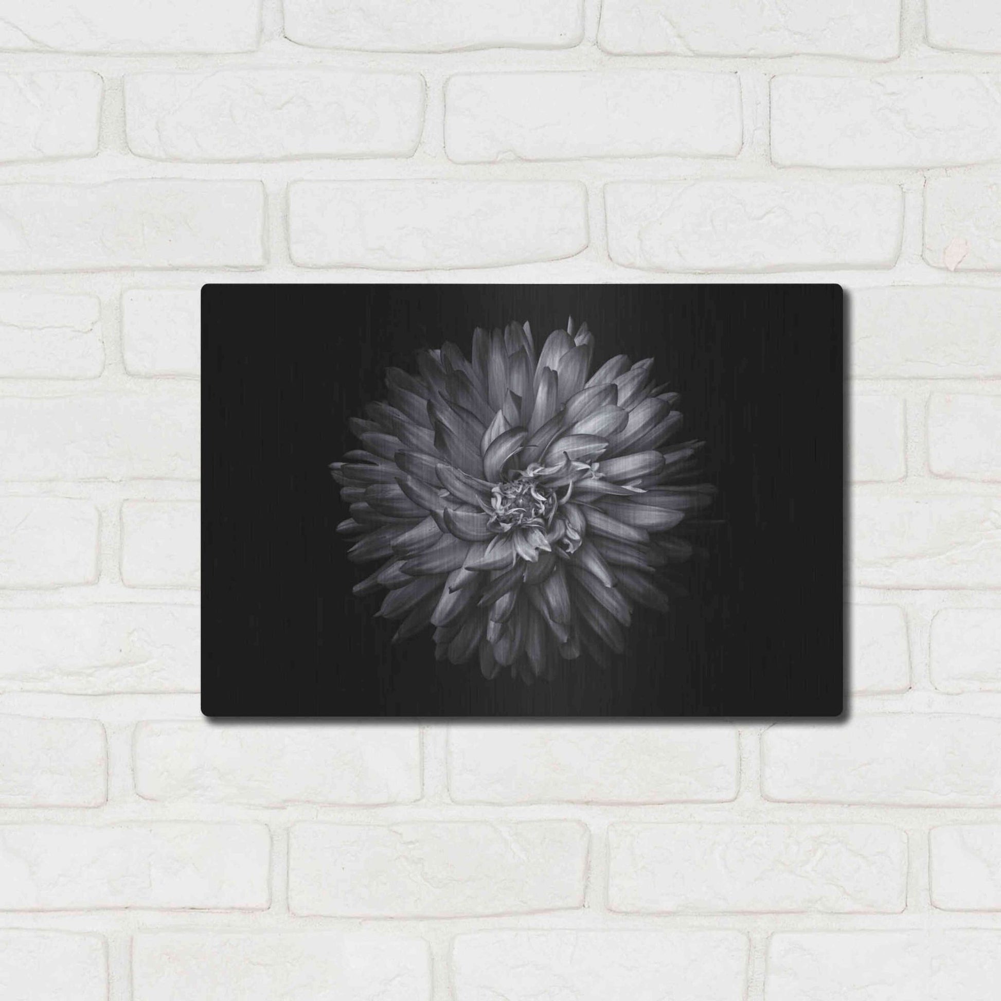 Luxe Metal Art 'Backyard Flowers In Black And White 20' by Brian Carson, Metal Wall Art,16x12