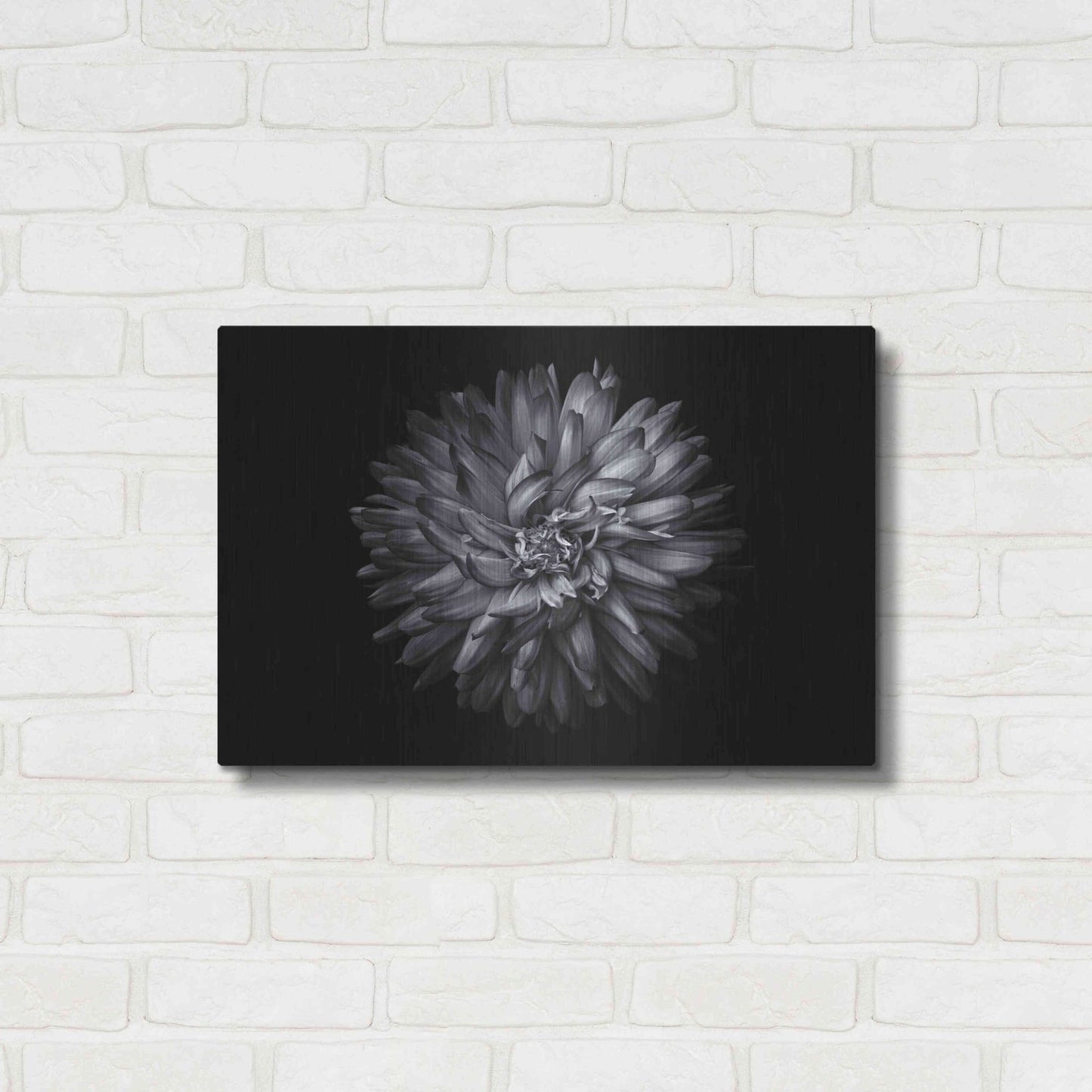 Luxe Metal Art 'Backyard Flowers In Black And White 20' by Brian Carson, Metal Wall Art,24x16