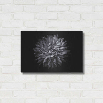 Luxe Metal Art 'Backyard Flowers In Black And White 20' by Brian Carson, Metal Wall Art,24x16