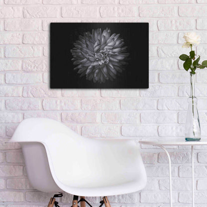 Luxe Metal Art 'Backyard Flowers In Black And White 20' by Brian Carson, Metal Wall Art,24x16