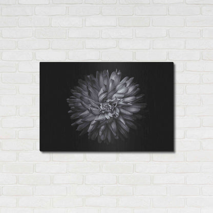 Luxe Metal Art 'Backyard Flowers In Black And White 20' by Brian Carson, Metal Wall Art,36x24