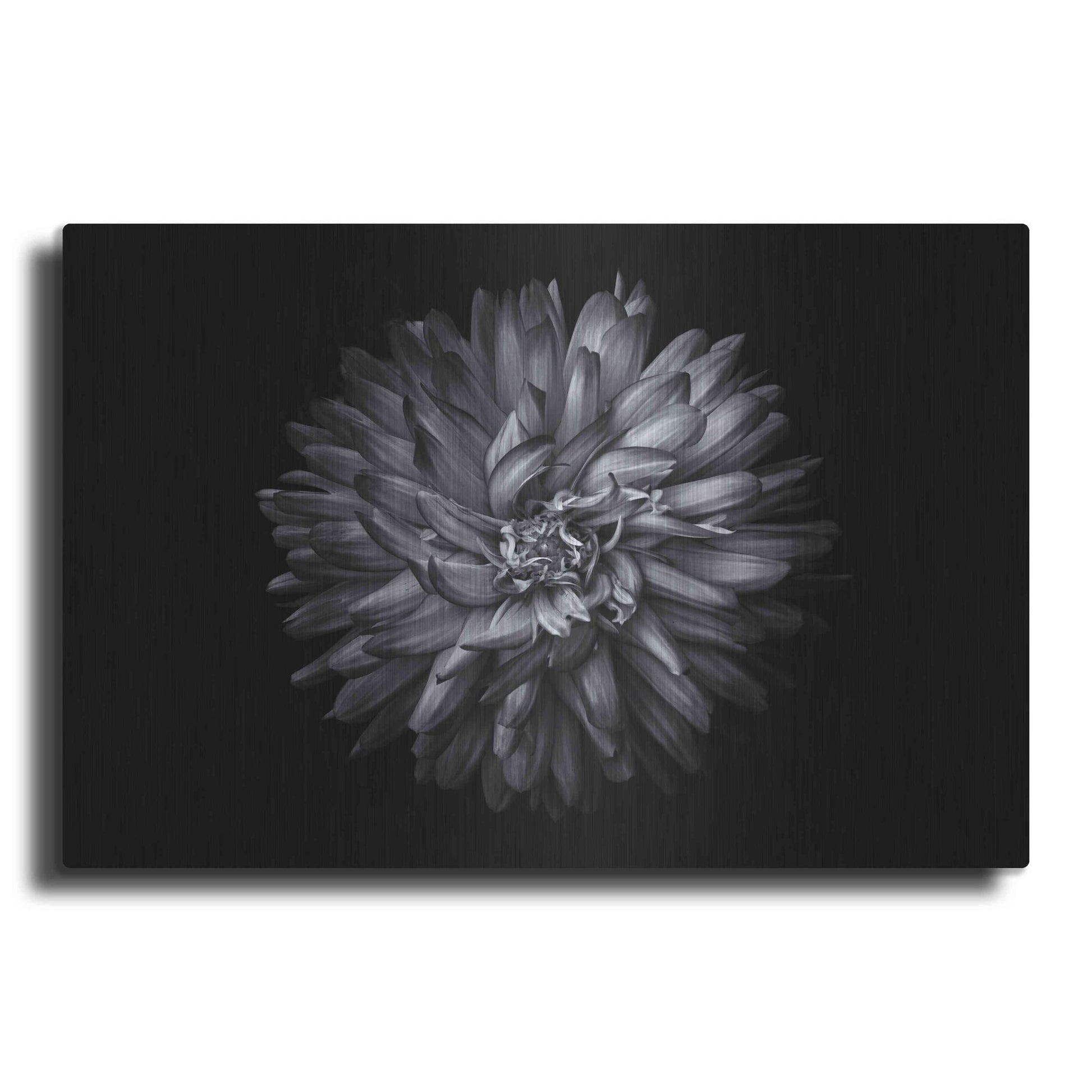 Luxe Metal Art 'Backyard Flowers In Black And White 20' by Brian Carson, Metal Wall Art