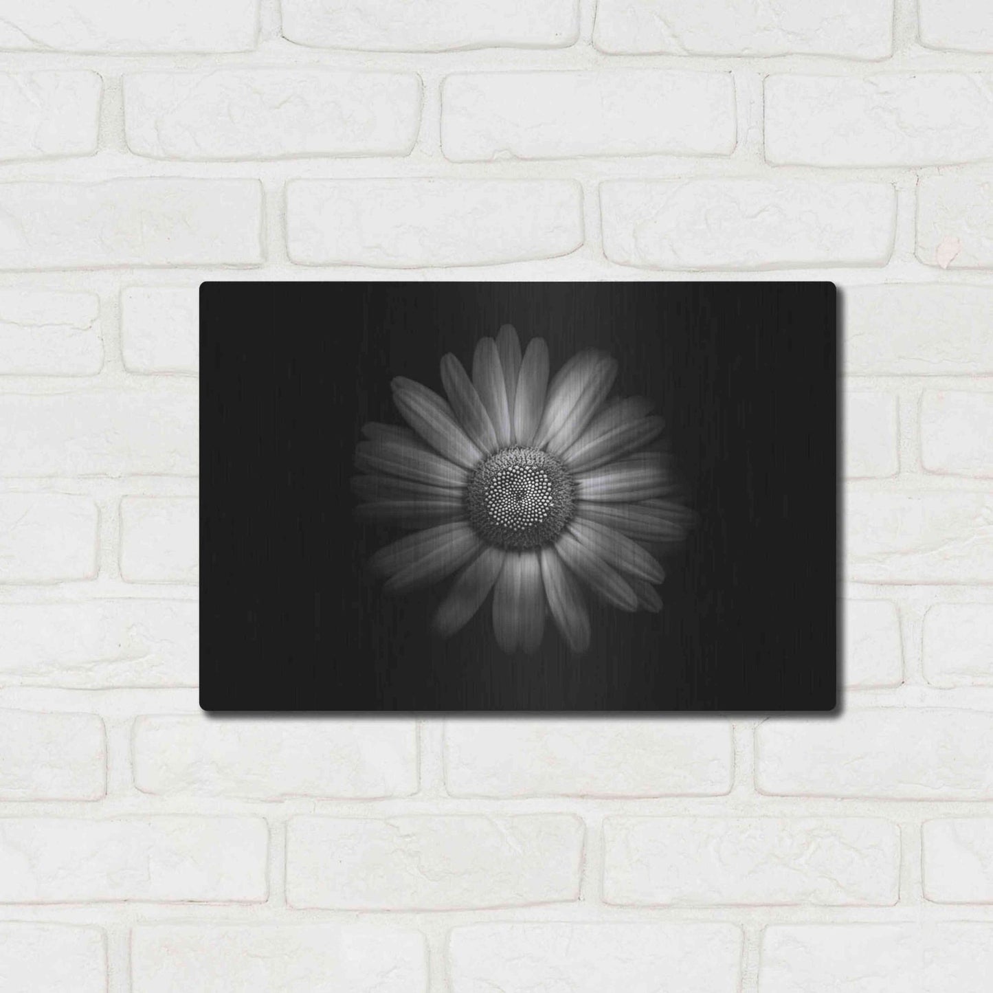 Luxe Metal Art 'Backyard Flowers In Black And White 31' by Brian Carson, Metal Wall Art,16x12