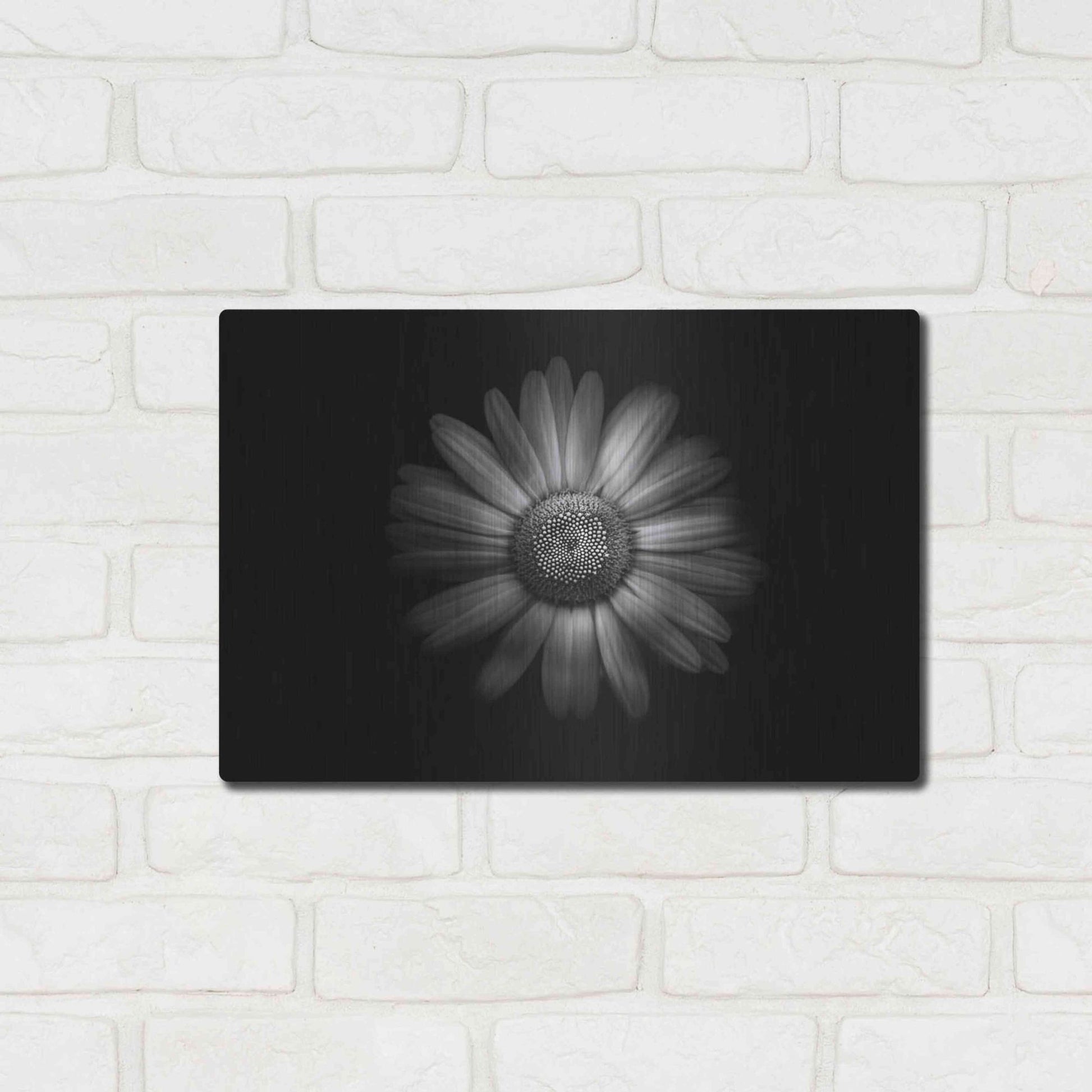 Luxe Metal Art 'Backyard Flowers In Black And White 31' by Brian Carson, Metal Wall Art,16x12