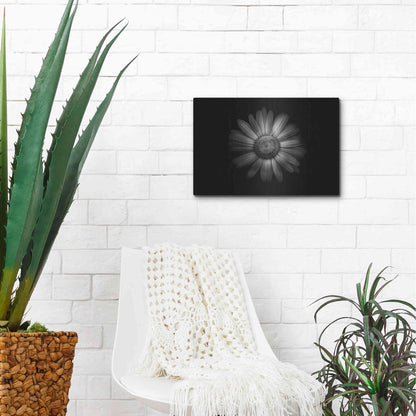 Luxe Metal Art 'Backyard Flowers In Black And White 31' by Brian Carson, Metal Wall Art,16x12