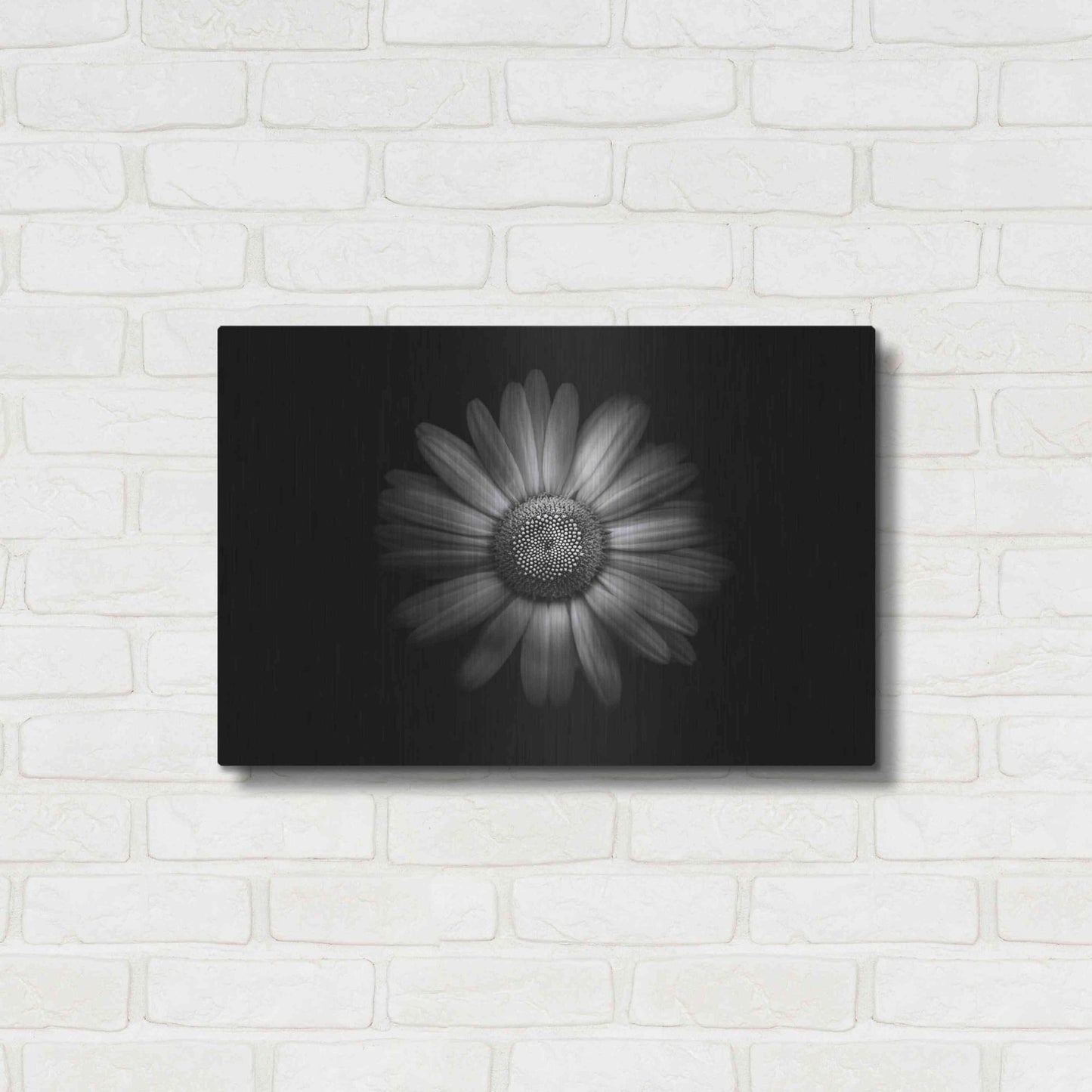 Luxe Metal Art 'Backyard Flowers In Black And White 31' by Brian Carson, Metal Wall Art,24x16