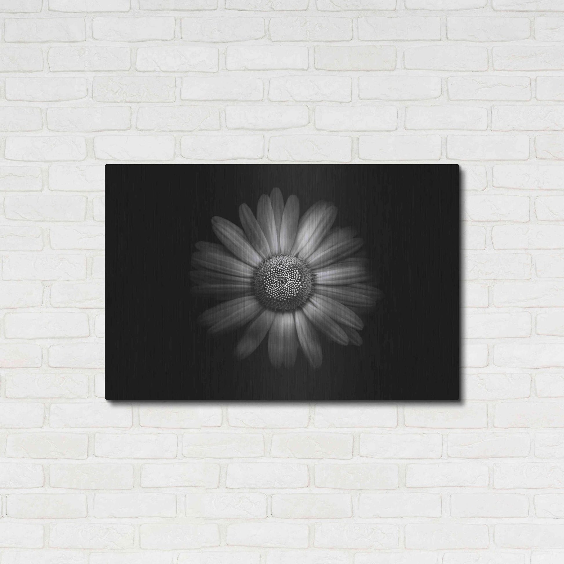 Luxe Metal Art 'Backyard Flowers In Black And White 31' by Brian Carson, Metal Wall Art,36x24