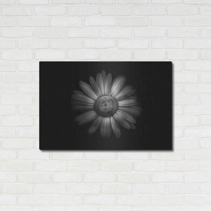 Luxe Metal Art 'Backyard Flowers In Black And White 31' by Brian Carson, Metal Wall Art,36x24