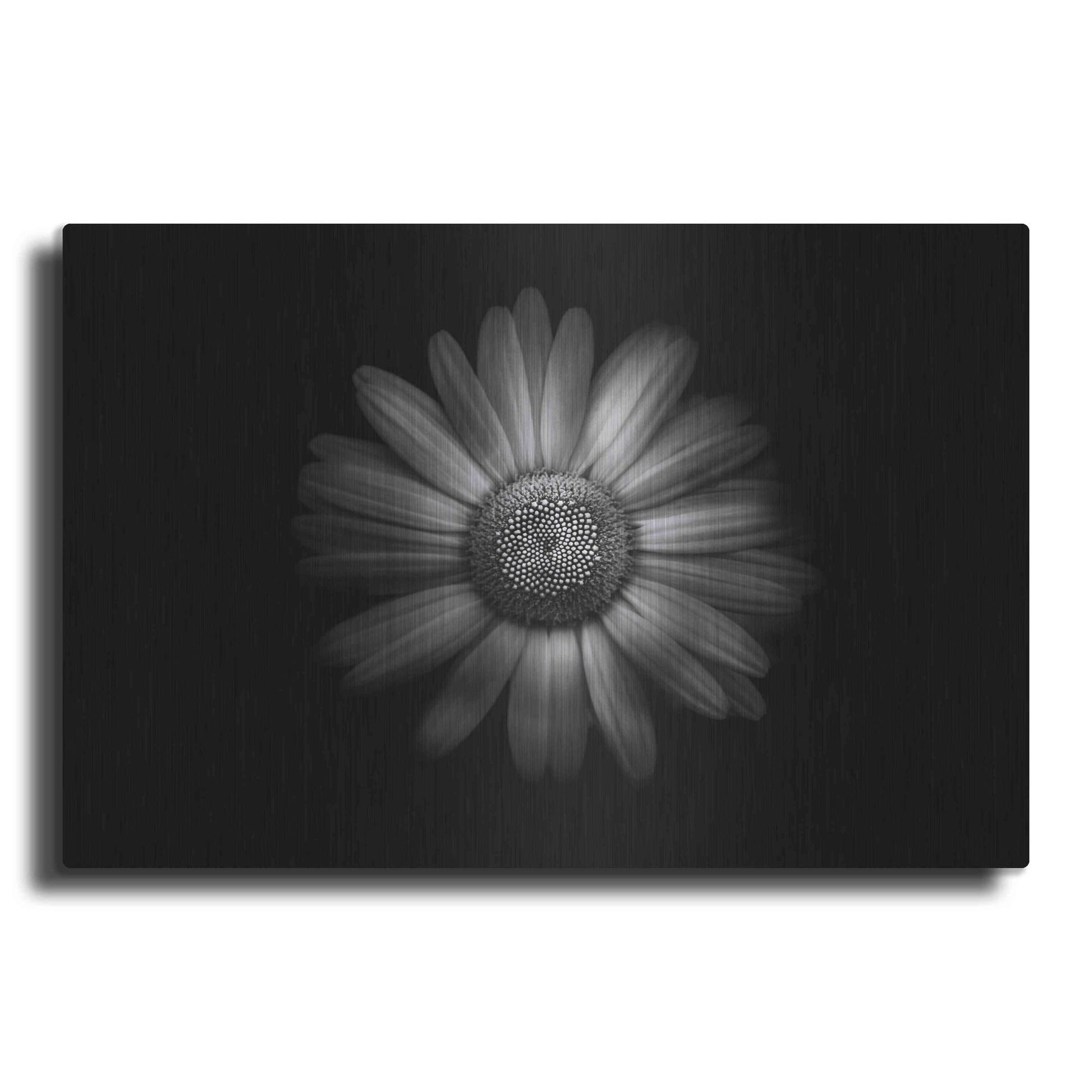 Luxe Metal Art 'Backyard Flowers In Black And White 31' by Brian Carson, Metal Wall Art