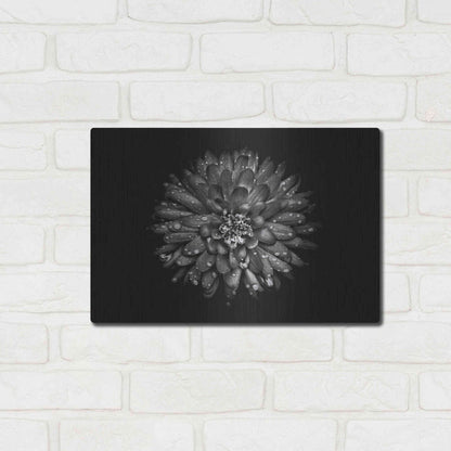 Luxe Metal Art 'Backyard Flowers In Black And White 45' by Brian Carson, Metal Wall Art,16x12