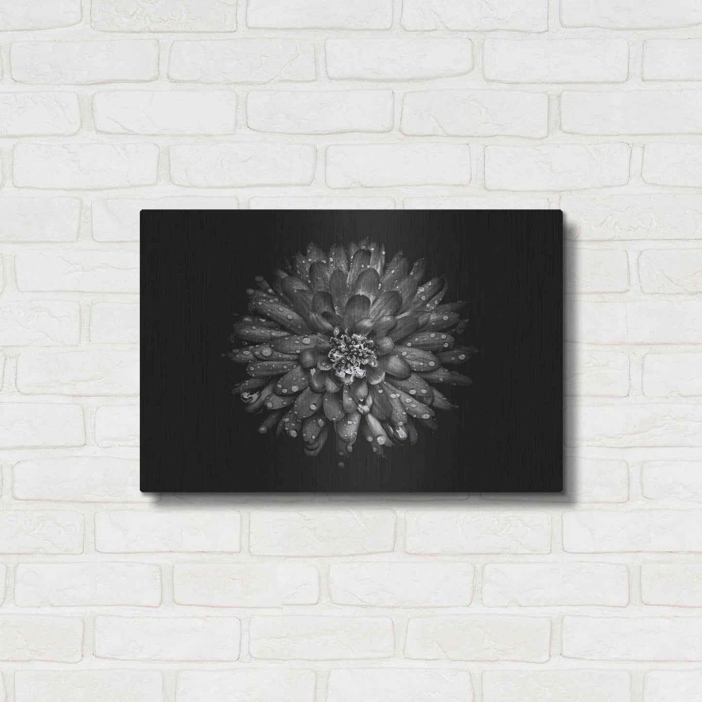 Luxe Metal Art 'Backyard Flowers In Black And White 45' by Brian Carson, Metal Wall Art,24x16