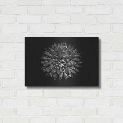 Luxe Metal Art 'Backyard Flowers In Black And White 45' by Brian Carson, Metal Wall Art,24x16