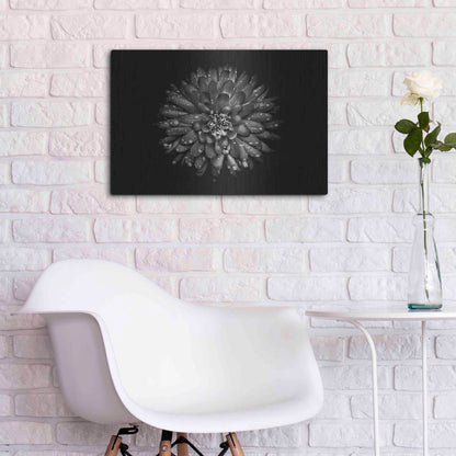 Luxe Metal Art 'Backyard Flowers In Black And White 45' by Brian Carson, Metal Wall Art,24x16