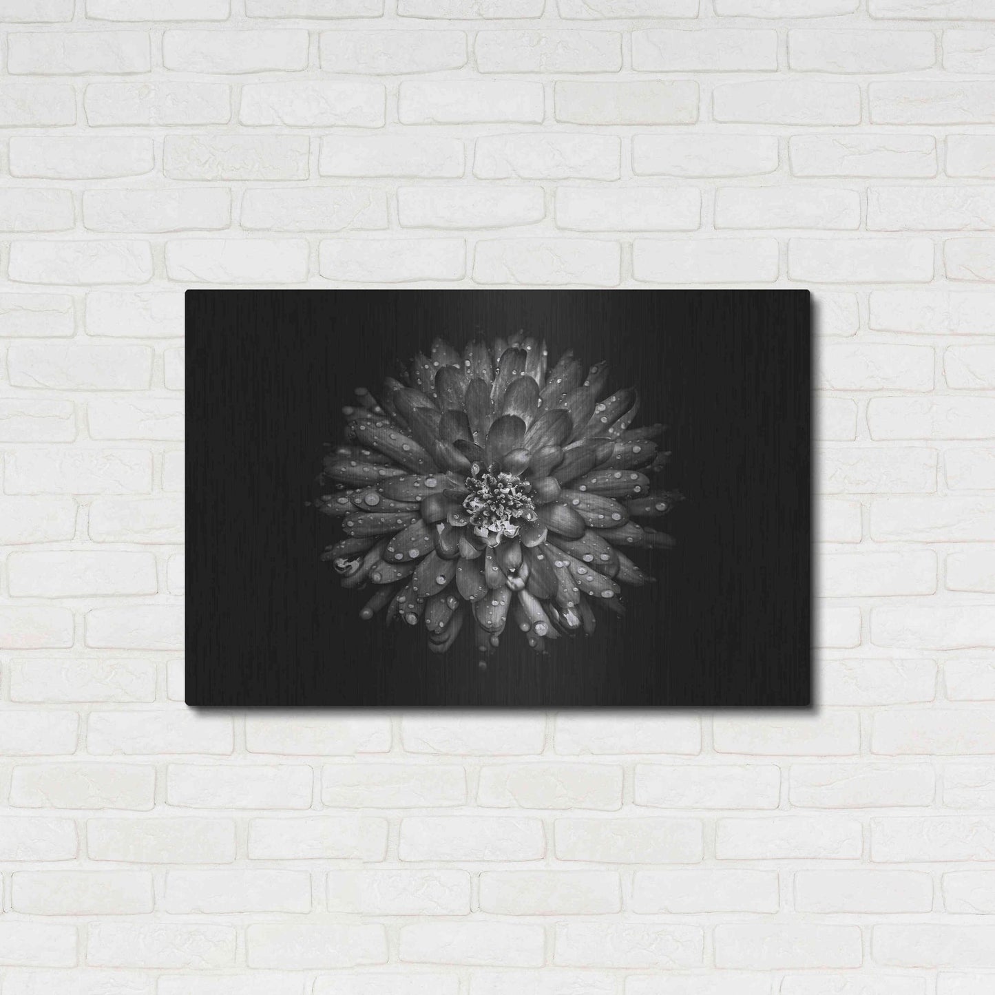 Luxe Metal Art 'Backyard Flowers In Black And White 45' by Brian Carson, Metal Wall Art,36x24