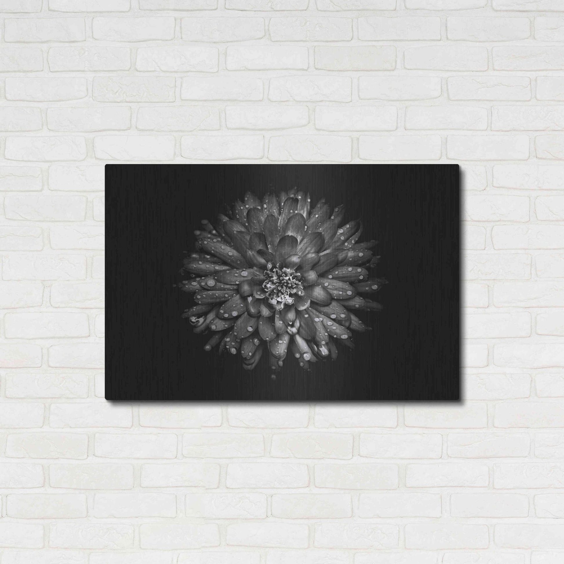 Luxe Metal Art 'Backyard Flowers In Black And White 45' by Brian Carson, Metal Wall Art,36x24