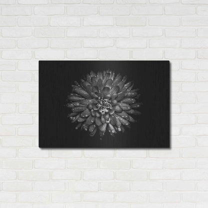 Luxe Metal Art 'Backyard Flowers In Black And White 45' by Brian Carson, Metal Wall Art,36x24