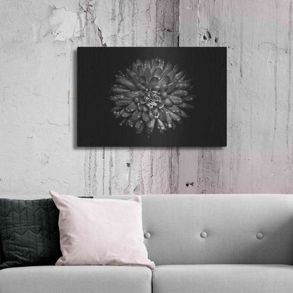 Luxe Metal Art 'Backyard Flowers In Black And White 45' by Brian Carson, Metal Wall Art,36x24