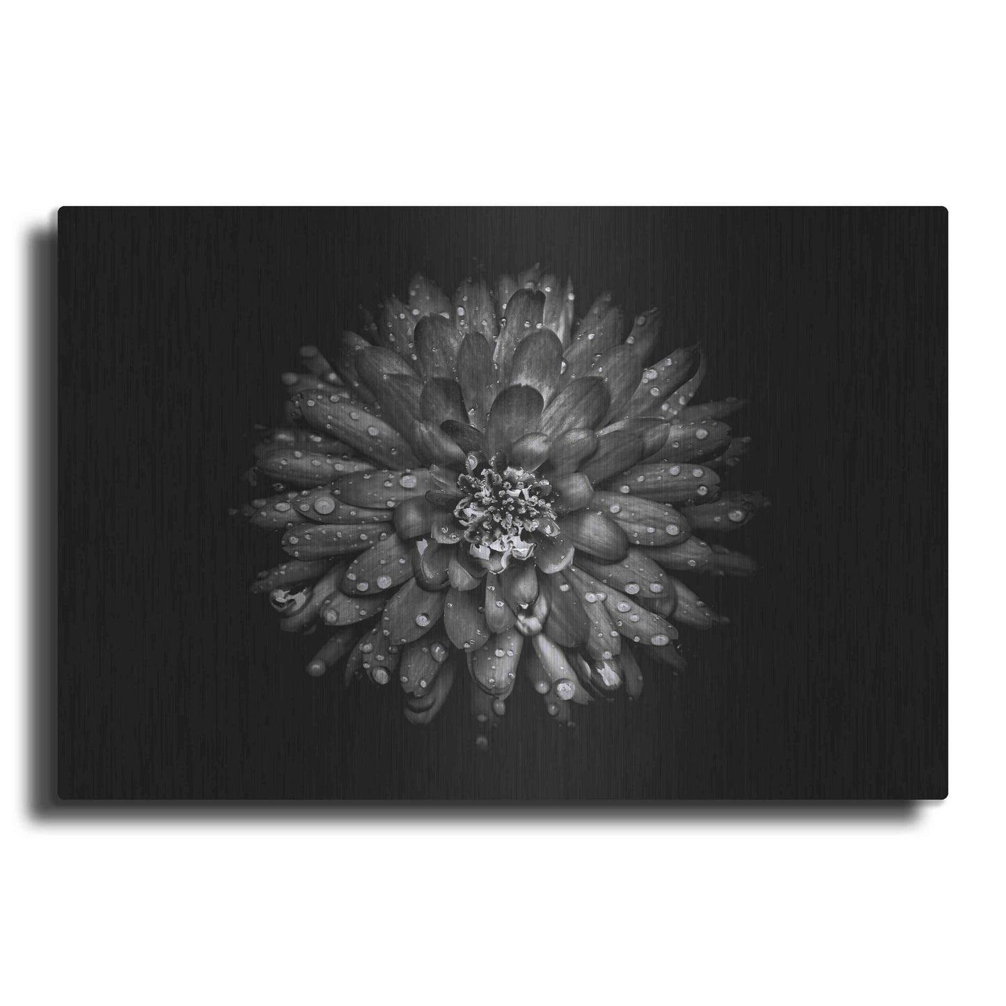 Luxe Metal Art 'Backyard Flowers In Black And White 45' by Brian Carson, Metal Wall Art