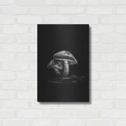 Luxe Metal Art 'Toadstools On A Trail No 2' by Brian Carson, Metal Wall Art,16x24