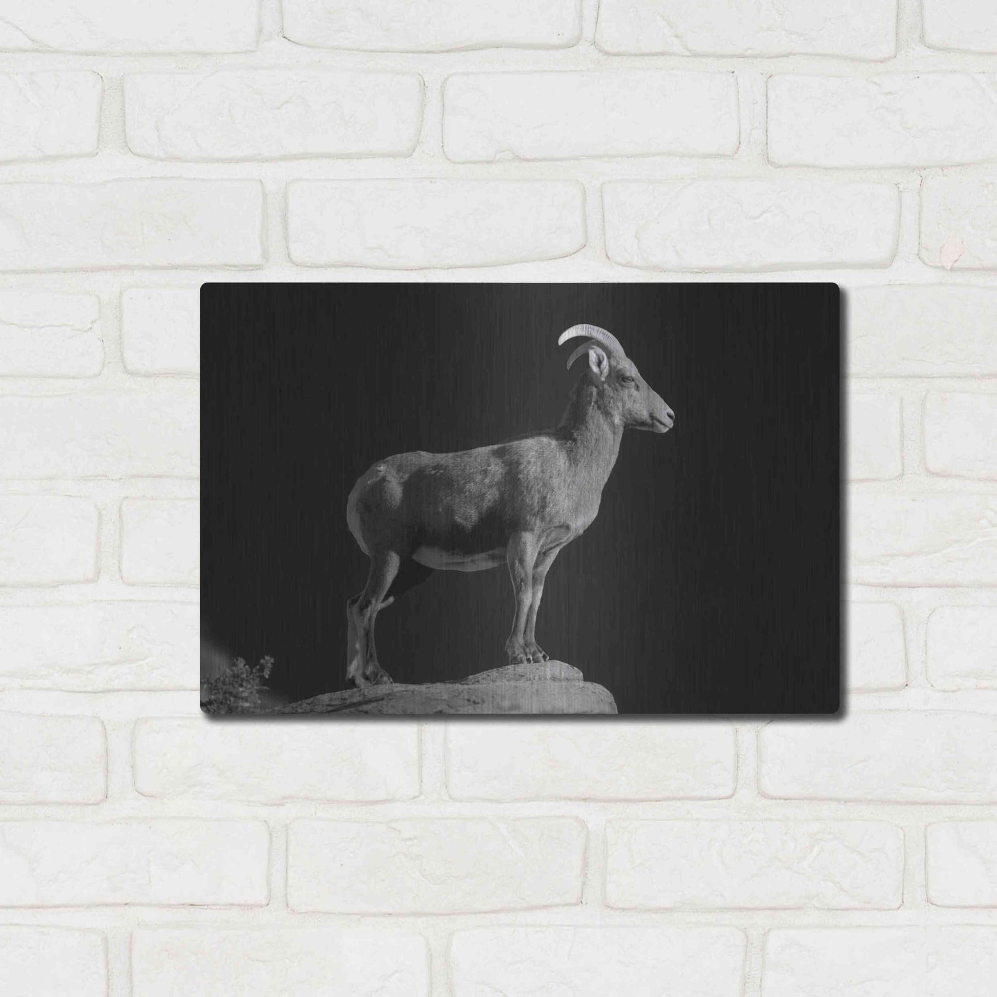 Luxe Metal Art 'Bighorn Portrait Cf' by Thomas Haney, Metal Wall Art,16x12