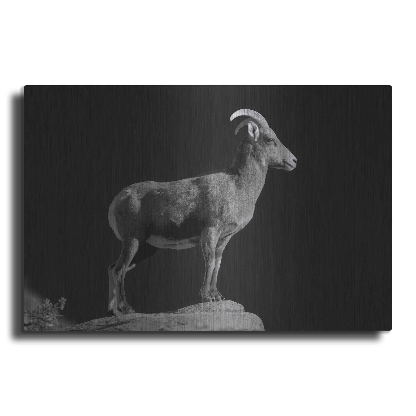 Luxe Metal Art 'Bighorn Portrait Cf' by Thomas Haney, Metal Wall Art