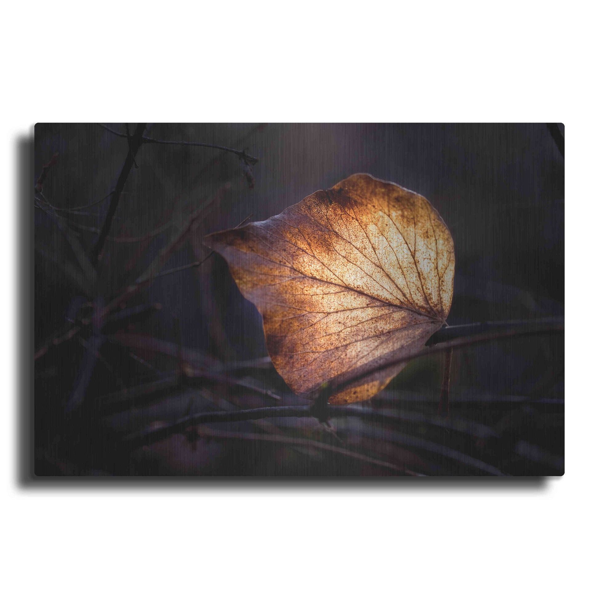 Luxe Metal Art 'Bright Leaf Proc' by Thomas Haney, Metal Wall Art