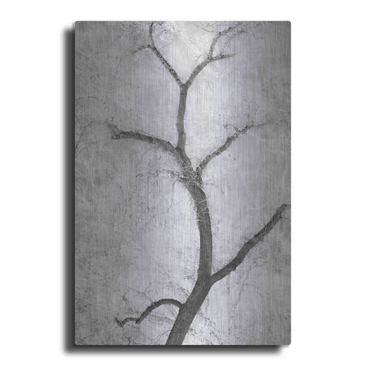 Luxe Metal Art 'Cottonwood Form B&W' by Thomas Haney, Metal Wall Art