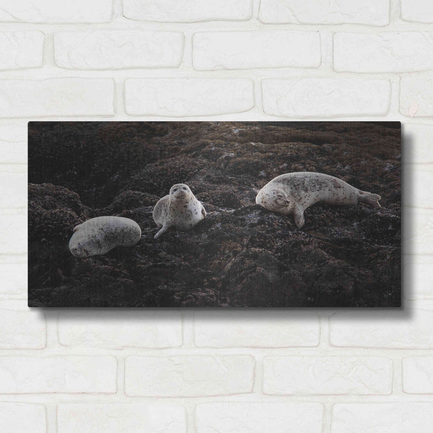 Luxe Metal Art 'Lounging Seals' by Thomas Haney, Metal Wall Art,24x12