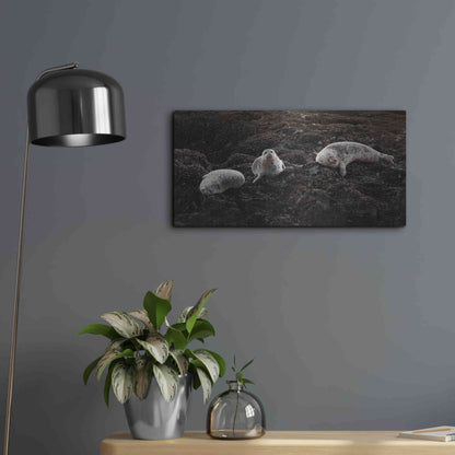 Luxe Metal Art 'Lounging Seals' by Thomas Haney, Metal Wall Art,24x12