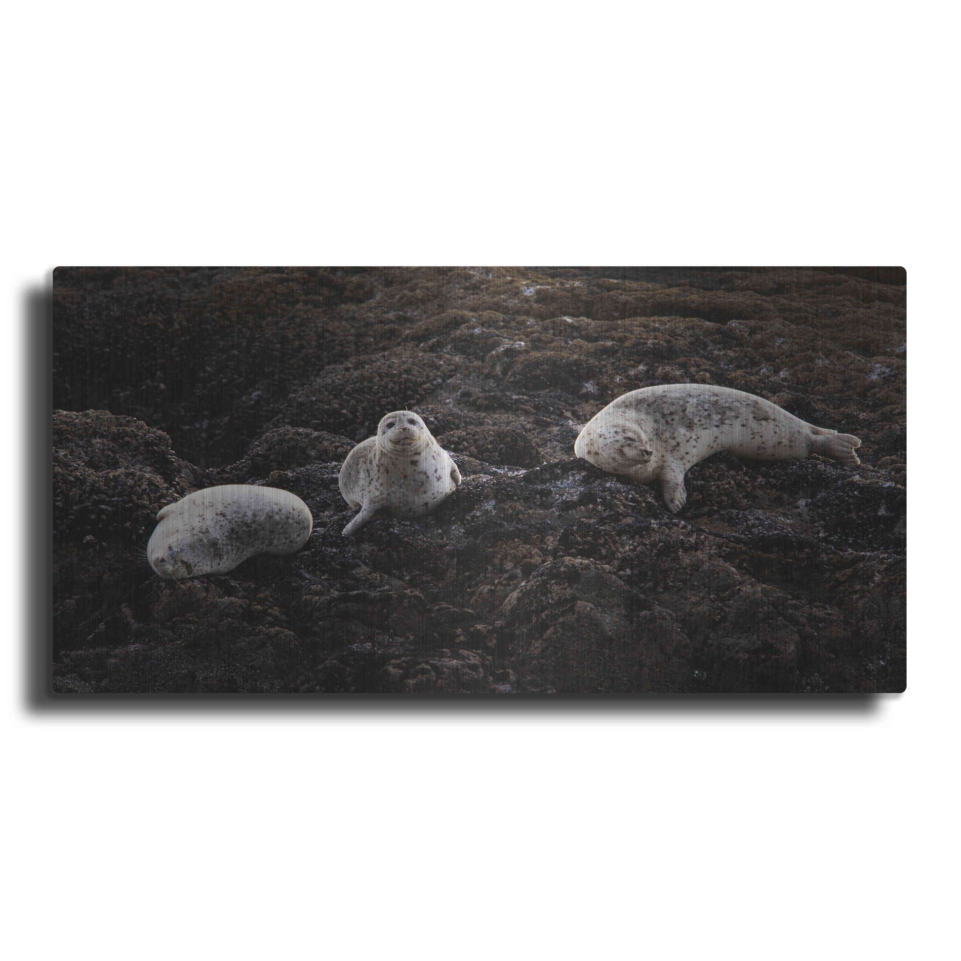 Luxe Metal Art 'Lounging Seals' by Thomas Haney, Metal Wall Art,24x12