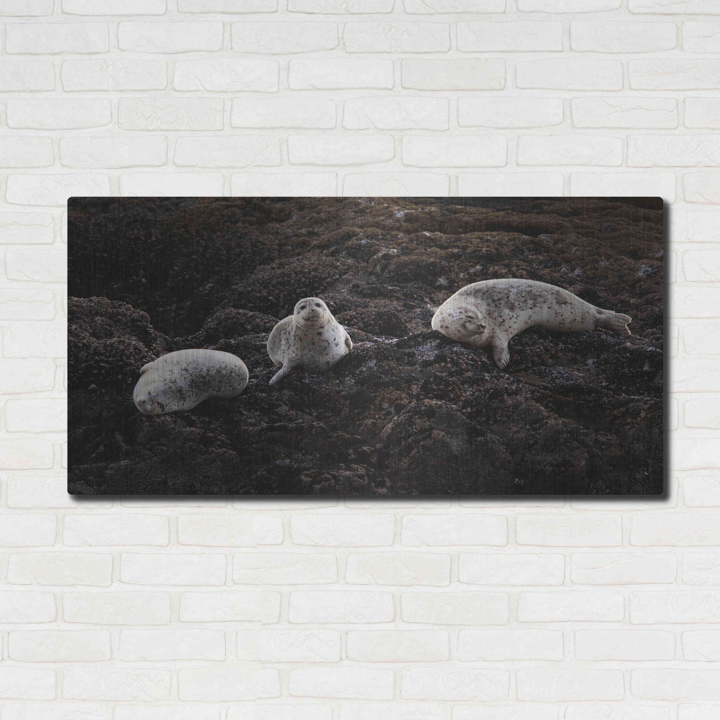 Luxe Metal Art 'Lounging Seals' by Thomas Haney, Metal Wall Art,48x24