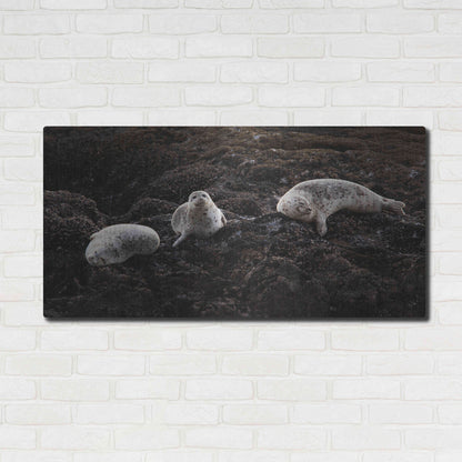 Luxe Metal Art 'Lounging Seals' by Thomas Haney, Metal Wall Art,48x24