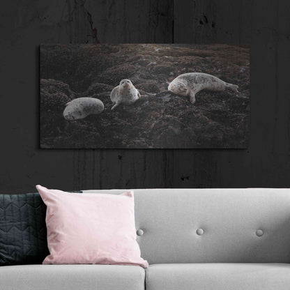Luxe Metal Art 'Lounging Seals' by Thomas Haney, Metal Wall Art,48x24