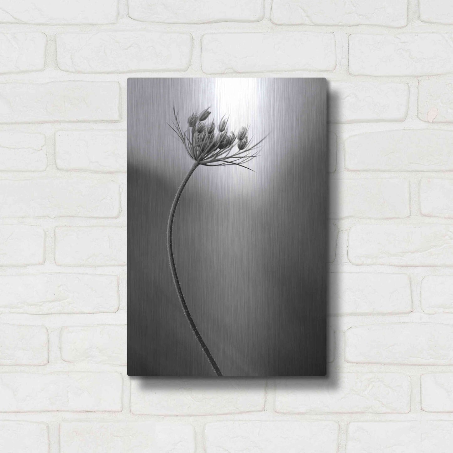 Luxe Metal Art 'Queen Anne's B&W' by Thomas Haney, Metal Wall Art,12x16