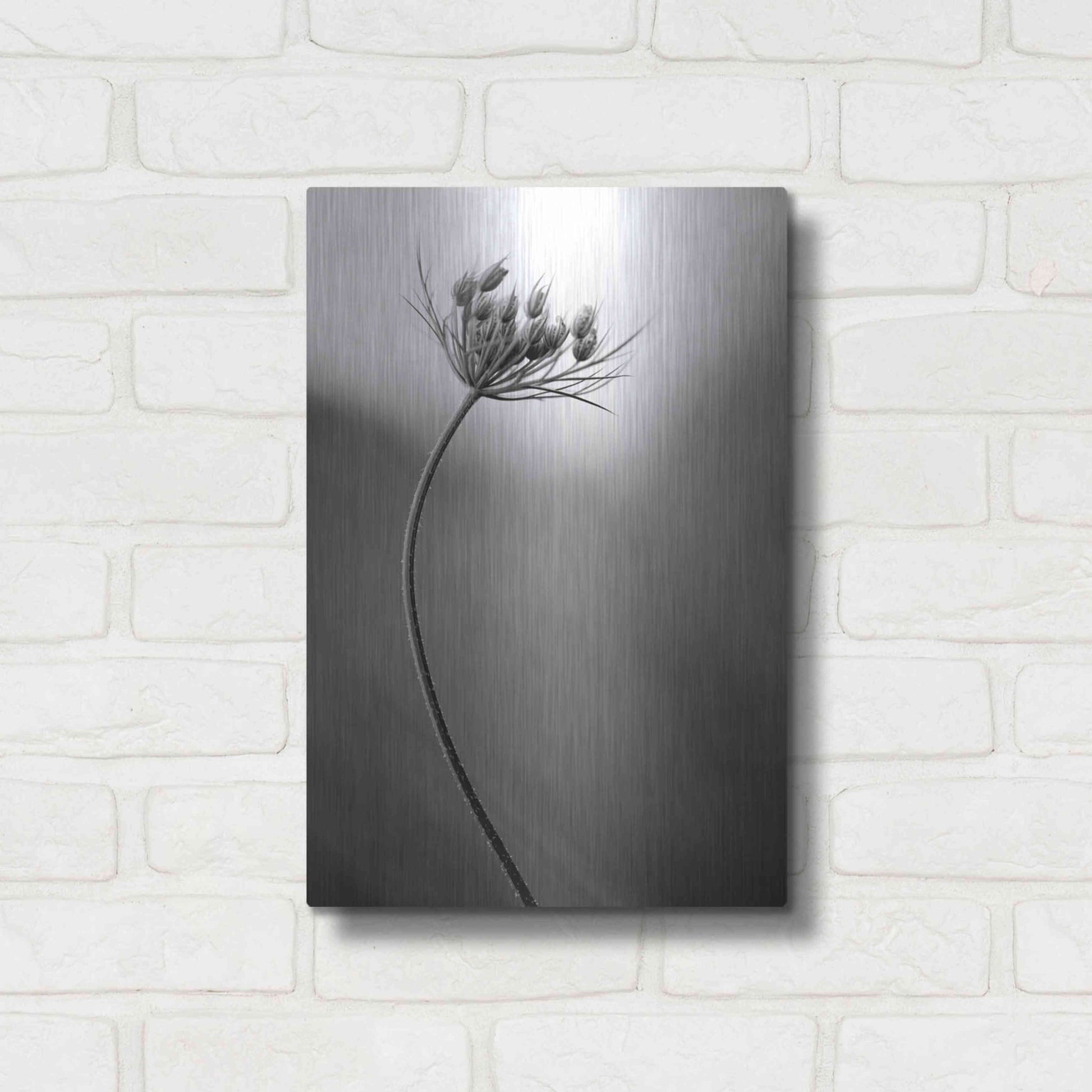 Luxe Metal Art 'Queen Anne's B&W' by Thomas Haney, Metal Wall Art,12x16