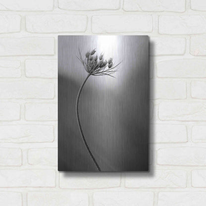 Luxe Metal Art 'Queen Anne's B&W' by Thomas Haney, Metal Wall Art,12x16